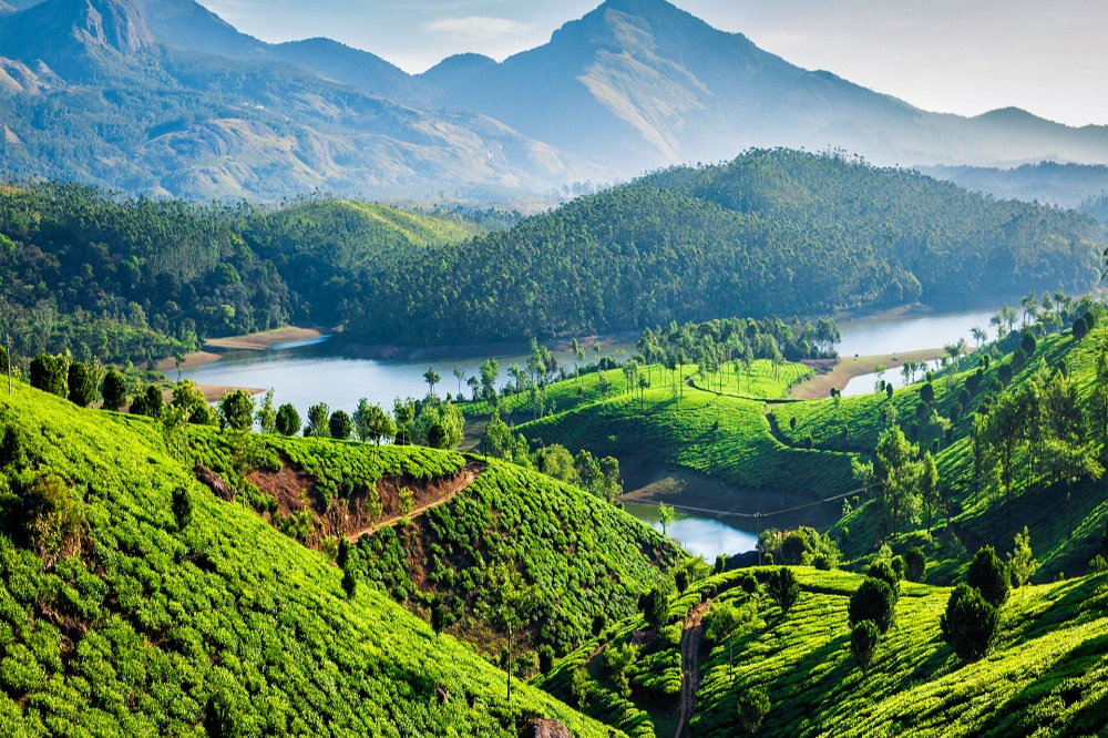 Full Day Sightseeing in Munnar